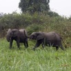 068 LOANGO 2 Akaka Riviere Rembo Ngove Nord Berge et Mammalia Proboscidea Elephant Loxodonta africana cyclotis 15E5K3IMG_106918wtmk.jpg