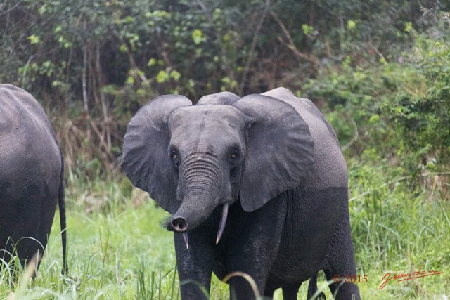 069 LOANGO 2 Akaka Riviere Rembo Ngove Nord Berge et Mammalia Proboscidea Elephant Loxodonta africana cyclotis 15E5K3IMG_106923wtmk.jpg