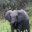 069 LOANGO 2 Akaka Riviere Rembo Ngove Nord Berge et Mammalia Proboscidea Elephant Loxodonta africana cyclotis 15E5K3IMG_106923wtmk.jpg