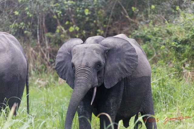 070 LOANGO 2 Akaka Riviere Rembo Ngove Nord Berge et Mammalia Proboscidea Elephant Loxodonta africana cyclotis 15E5K3IMG_106924wtmk.jpg