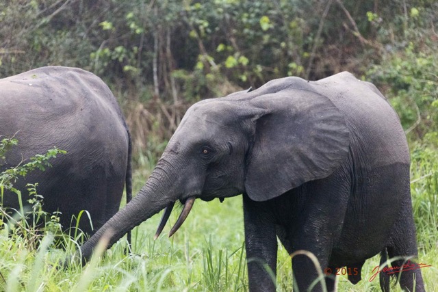 071 LOANGO 2 Akaka Riviere Rembo Ngove Nord Berge et Mammalia Proboscidea Elephant Loxodonta africana cyclotis 15E5K3IMG_106925wtmk.jpg