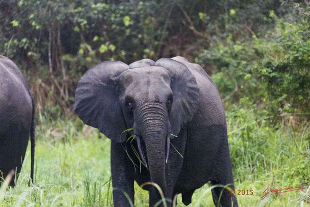 072 LOANGO 2 Akaka Riviere Rembo Ngove Nord Berge et Mammalia Proboscidea Elephant Loxodonta africana cyclotis 15E5K3IMG_106926wtmk.jpg