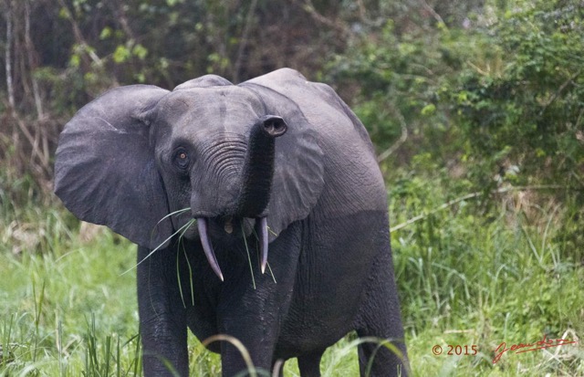 073 LOANGO 2 Akaka Riviere Rembo Ngove Nord Berge et Mammalia Proboscidea Elephant Loxodonta africana cyclotis 15E5K3IMG_106927wtmk.jpg