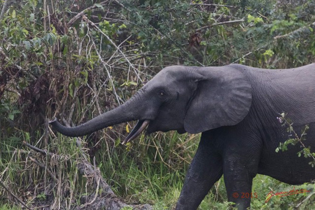 074 LOANGO 2 Akaka Riviere Rembo Ngove Nord Berge et Mammalia Proboscidea Elephant Loxodonta africana cyclotis 15E5K3IMG_106932wtmk.jpg