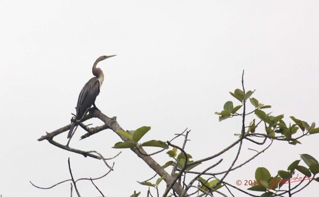 075 LOANGO 2 Akaka Riviere Rembo Ngove Nord Oiseau Aves Anhinga Afrique Anhinga rufa 15E5K3IMG_106940wtmk.jpg