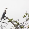 075 LOANGO 2 Akaka Riviere Rembo Ngove Nord Oiseau Aves Anhinga Afrique Anhinga rufa 15E5K3IMG_106940wtmk.jpg