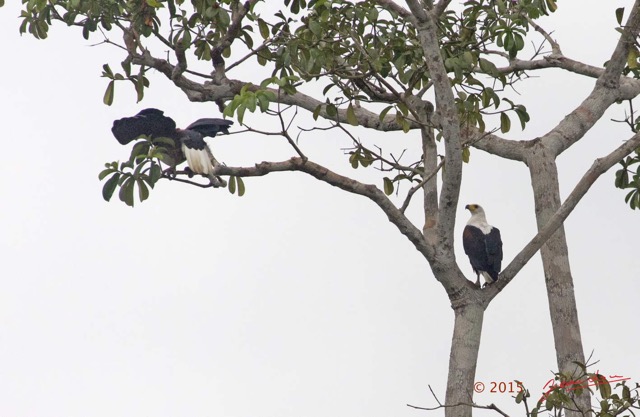 077 LOANGO 2 Akaka Riviere Rembo Ngove Nord Oiseau Aves Pygargue Vocifere Haliaeetus vocifer 15E5K3IMG_106954wtmk.jpg