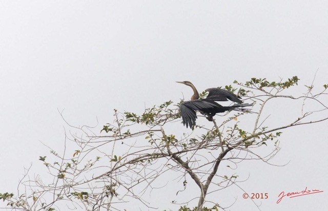 078 LOANGO 2 Akaka Riviere Rembo Ngove Nord Oiseau Aves Anhinga Afrique Anhinga rufa 15E5K3IMG_106961wtmk.jpg