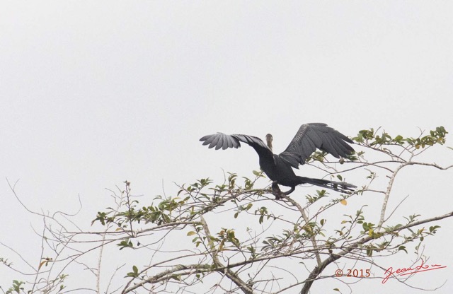 079 LOANGO 2 Akaka Riviere Rembo Ngove Nord Oiseau Aves Anhinga Afrique Anhinga rufa 15E5K3IMG_106962wtmk.jpg