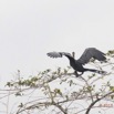 079 LOANGO 2 Akaka Riviere Rembo Ngove Nord Oiseau Aves Anhinga Afrique Anhinga rufa 15E5K3IMG_106962wtmk.jpg