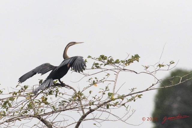 080 LOANGO 2 Akaka Riviere Rembo Ngove Nord Oiseau Aves Anhinga Afrique Anhinga rufa 15E5K3IMG_106963wtmk.jpg