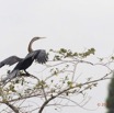 080 LOANGO 2 Akaka Riviere Rembo Ngove Nord Oiseau Aves Anhinga Afrique Anhinga rufa 15E5K3IMG_106963wtmk.jpg