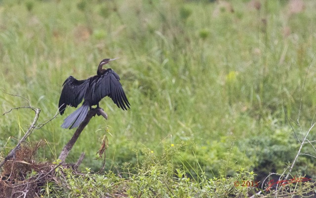 081 LOANGO 2 Akaka Riviere Rembo Ngove Nord Oiseau Aves Anhinga Afrique Anhinga rufa 15E5K3IMG_106968wtmk.jpg