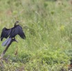 081 LOANGO 2 Akaka Riviere Rembo Ngove Nord Oiseau Aves Anhinga Afrique Anhinga rufa 15E5K3IMG_106968wtmk.jpg