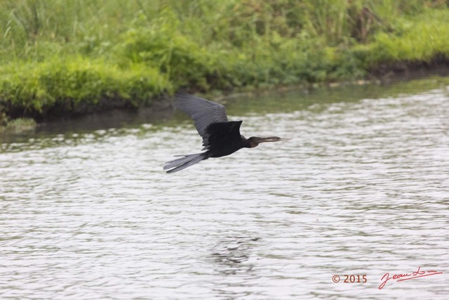 082 LOANGO 2 Akaka Riviere Rembo Ngove Nord Oiseau Aves Anhinga Afrique Anhinga rufa 15E5K3IMG_106971wtmk.jpg