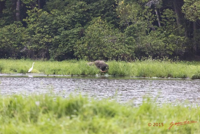 084 LOANGO 2 Akaka Riviere Rembo Ngove Nord Aigrette et Elephant 15E5K3IMG_106986wtmk.jpg