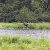 084 LOANGO 2 Akaka Riviere Rembo Ngove Nord Aigrette et Elephant 15E5K3IMG_106986wtmk.jpg