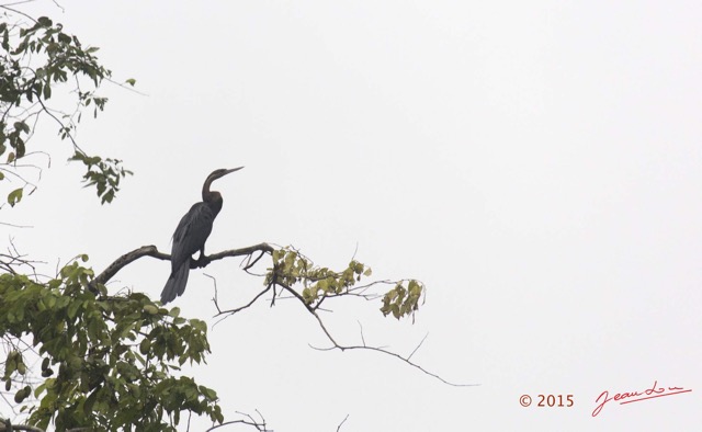 086 LOANGO 2 Akaka Riviere Rembo Ngove Nord Oiseau Aves Anhinga Afrique Anhinga rufa 15E5K3IMG_107006wtmk.jpg