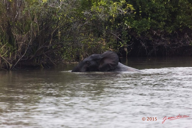 087 LOANGO 2 Akaka Riviere Rembo Ngove Nord Sortie Elephant 15E5K3IMG_107024wtmk.jpg