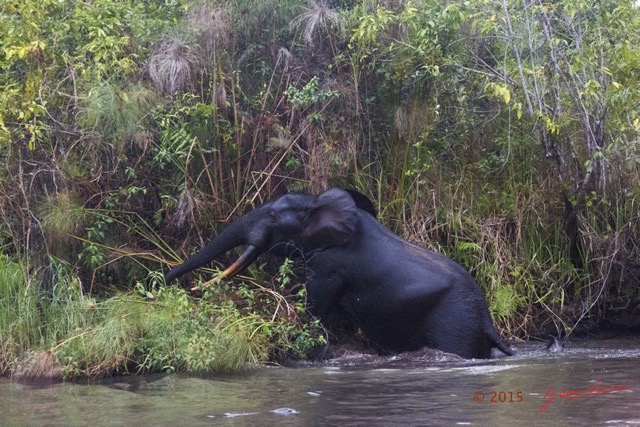 090 LOANGO 2 Akaka Riviere Rembo Ngove Nord Sortie Elephant 15E5K3IMG_107031wtmk.jpg