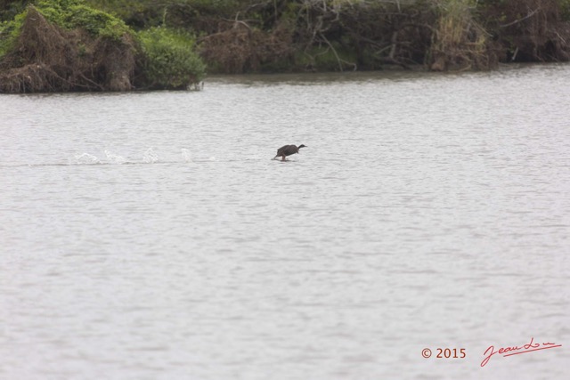 094 LOANGO 2 Akaka Riviere Rembo Ngove Nord Retour Oiseau Aves Grebifoulque Afrique Podica senegalensis 15E5K3IMG_107750wtmk.jpg