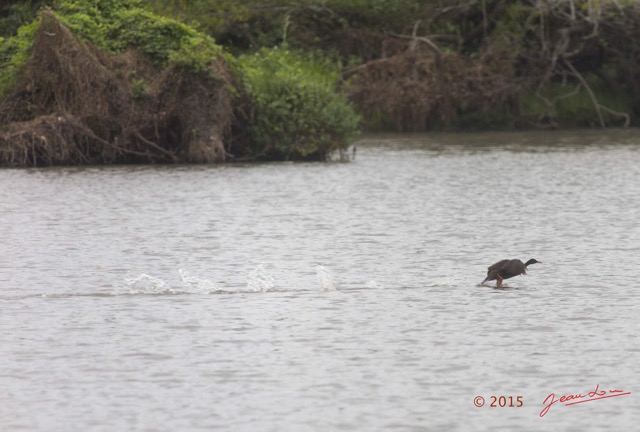 095 LOANGO 2 Akaka Riviere Rembo Ngove Nord Retour Oiseau Aves Grebifoulque Afrique Podica senegalensis 15E5K3IMG_107750awtmk.jpg