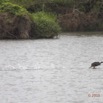 095 LOANGO 2 Akaka Riviere Rembo Ngove Nord Retour Oiseau Aves Grebifoulque Afrique Podica senegalensis 15E5K3IMG_107750awtmk.jpg