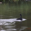 098 LOANGO 2 Akaka Riviere Rembo Ngove Nord Retour Oiseau Aves Grebifoulque Afrique Podica senegalensis male 15E5K3IMG_107765wtmk.jpg