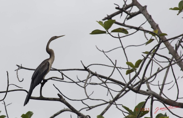 101 LOANGO 2 Akaka Riviere Rembo Ngove Nord Retour Oiseau Aves Anhinga Afrique Anhinga rufa 15E5K3IMG_107779wtmk.jpg