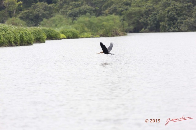 104 LOANGO 2 Akaka Riviere Rembo Ngove Nord Retour Oiseau Aves Anhinga Afrique Anhinga rufa en Vol 15E5K3IMG_107787wtmk.jpg