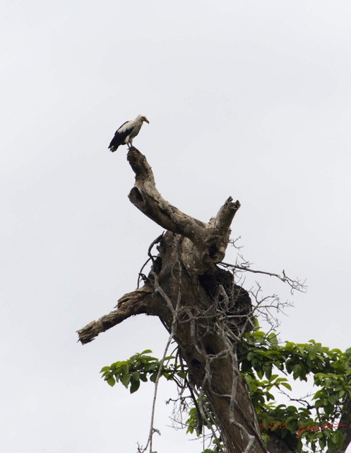 106 LOANGO 2 Akaka Riviere Rembo Ngove Nord Retour Oiseau Aves Palmiste Africain Gypohierax angolensis 15E5K3IMG_107794wtmk.jpg