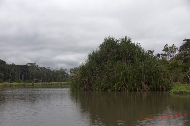 111 LOANGO 2 Akaka Riviere Rembo Ngove Nord Retour Plante Liliopsida Pandanales Pandanus sp 15E5K3IMG_107817wtmk.jpg