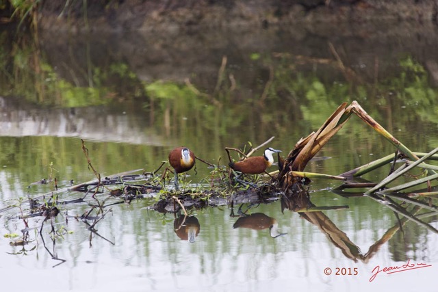 113 LOANGO 2 Akaka Riviere Rembo Ngove Nord Retour Oiseau Aves Jacana a Poitrine Doree Actophilornis africana 15E5K3IMG_107827wtmk.jpg