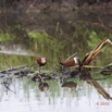 113 LOANGO 2 Akaka Riviere Rembo Ngove Nord Retour Oiseau Aves Jacana a Poitrine Doree Actophilornis africana 15E5K3IMG_107827wtmk.jpg