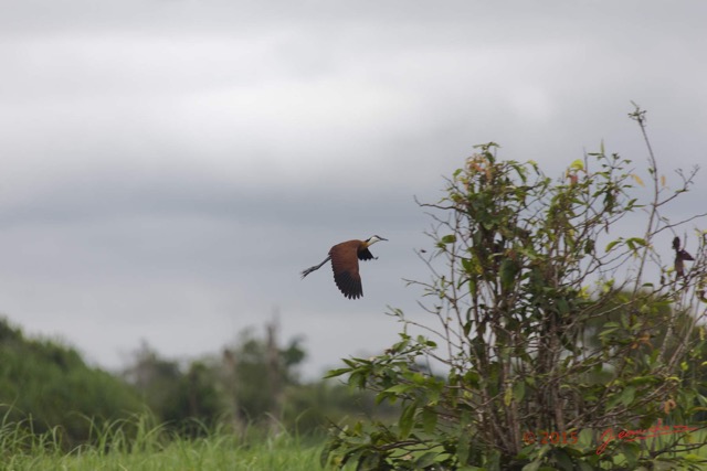 114 LOANGO 2 Akaka Riviere Rembo Ngove Nord Retour Oiseau Aves Jacana a Poitrine Doree Actophilornis africana en Vol 15E5K3IMG_107829wtmk.jpg