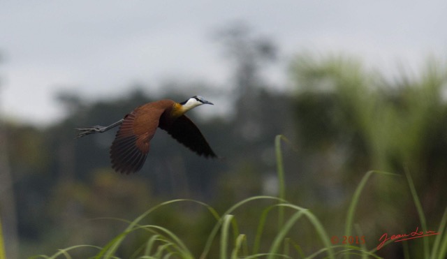 117 LOANGO 2 Akaka Riviere Rembo Ngove Nord Retour Oiseau Aves Jacana a Poitrine Doree Actophilornis africana en Vol 15E5K3IMG_107830awtmk.jpg