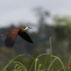 117 LOANGO 2 Akaka Riviere Rembo Ngove Nord Retour Oiseau Aves Jacana a Poitrine Doree Actophilornis africana en Vol 15E5K3IMG_107830awtmk.jpg