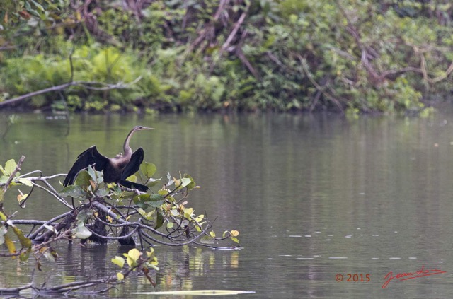 125 LOANGO 2 Akaka Riviere Rembo Ngove Nord Retour Oiseau Aves Anhinga Afrique Anhinga rufa 15E5K3IMG_107862wtmk.jpg