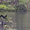 125 LOANGO 2 Akaka Riviere Rembo Ngove Nord Retour Oiseau Aves Anhinga Afrique Anhinga rufa 15E5K3IMG_107862wtmk.jpg