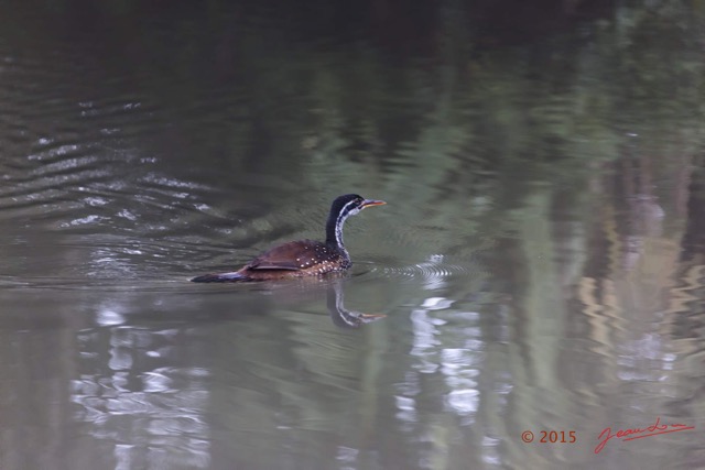 135 LOANGO 2 Akaka Riviere Rembo Ngove Nord Retour Oiseau Aves Grebifoulque Afrique Podica senegalensis femelle 15E5K3IMG_107897wtmk.jpg