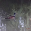 135 LOANGO 2 Akaka Riviere Rembo Ngove Nord Retour Oiseau Aves Grebifoulque Afrique Podica senegalensis femelle 15E5K3IMG_107897wtmk.jpg