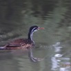 136 LOANGO 2 Akaka Riviere Rembo Ngove Nord Retour Oiseau Aves Grebifoulque Afrique Podica senegalensis femelle 15E5K3IMG_107897awtmk.jpg