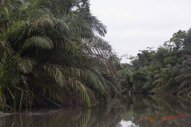 137 LOANGO 2 Akaka Riviere Rembo Ngove Nord Retour Arecaceae Palmier Raphia regalis 15E5K3IMG_107900wtmk.jpg