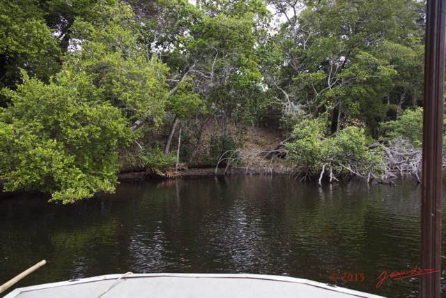 006 LOANGO 2 la Lagune Iguela Crocodile du Nil la Mangrove 15E5K3IMG_106680wtmk.jpg