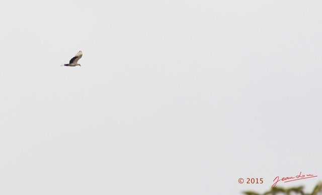 016 LOANGO 2 la Lagune Iguela Oiseau Aves Palmiste Africain Gypohierax angolensis en Vol 15E5K3IMG_106705wtmk.jpg
