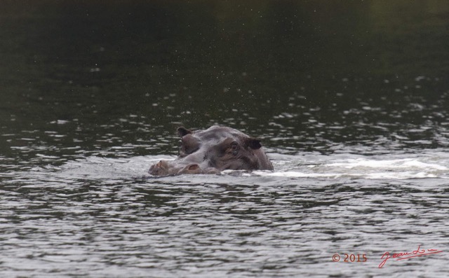 027 LOANGO 2 la Lagune Iguela Mammalia Hippopotame Hippopotamus amphibius 15E5K3IMG_107969awtmk.jpg
