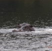 027 LOANGO 2 la Lagune Iguela Mammalia Hippopotame Hippopotamus amphibius 15E5K3IMG_107969awtmk.jpg