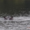 029 LOANGO 2 la Lagune Iguela Mammalia Hippopotame Hippopotamus amphibius 15E5K3IMG_107970awtmk.jpg