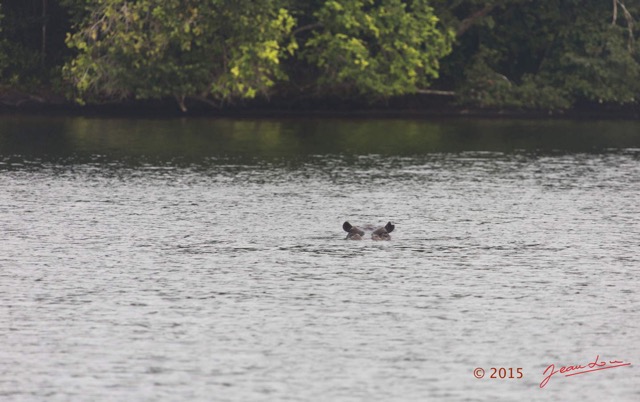 031 LOANGO 2 la Lagune Iguela Mammalia Hippopotame Hippopotamus amphibius 15E5K3IMG_107988wtmk.jpg