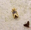 072 LOANGO 2 Iguela-Rabi Check-Point Nord Insecta Lymantriidae Euproctis sp 15E5K3IMG_108101wtmk.jpg